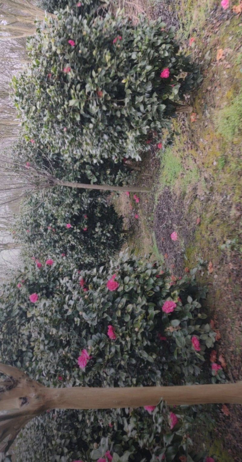 茶花高度80厘米-2米，球型树型自然型，各种层次。