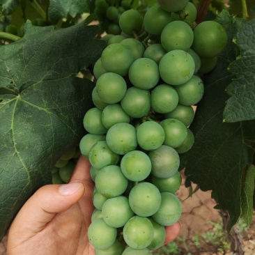 无籽巨峰青果，红果，对接加工厂，量大，量大