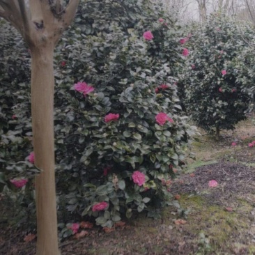 茶花高度80厘米-2米，球型树型自然型，各种层次。