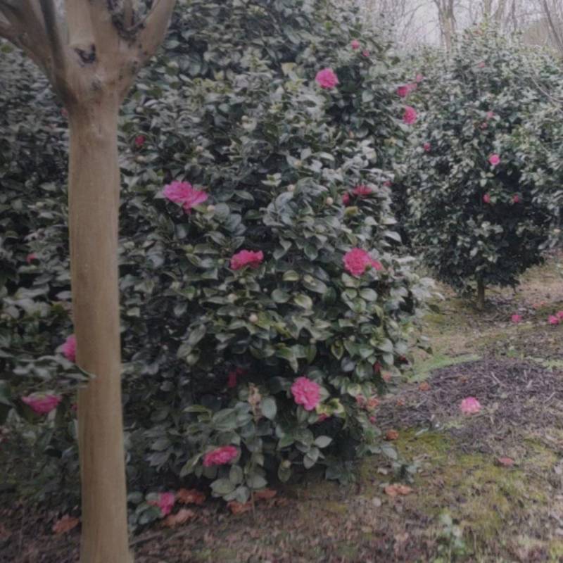 茶花高度80厘米-2米，球型树型自然型，各种层次。