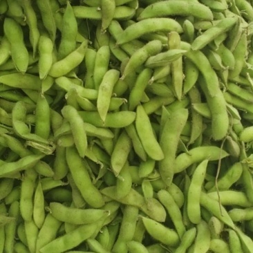 新鲜毛豆