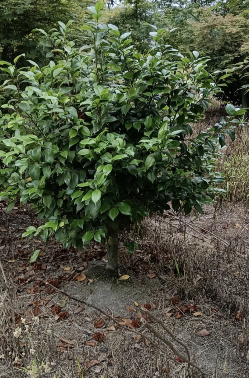 茶花高度80厘米-2米，球型树型自然型，各种层次。