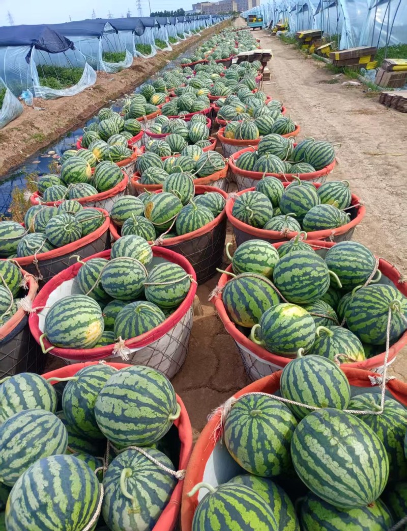 靖边沙漠美都麒麟西瓜，基地直供，欢迎来电咨询