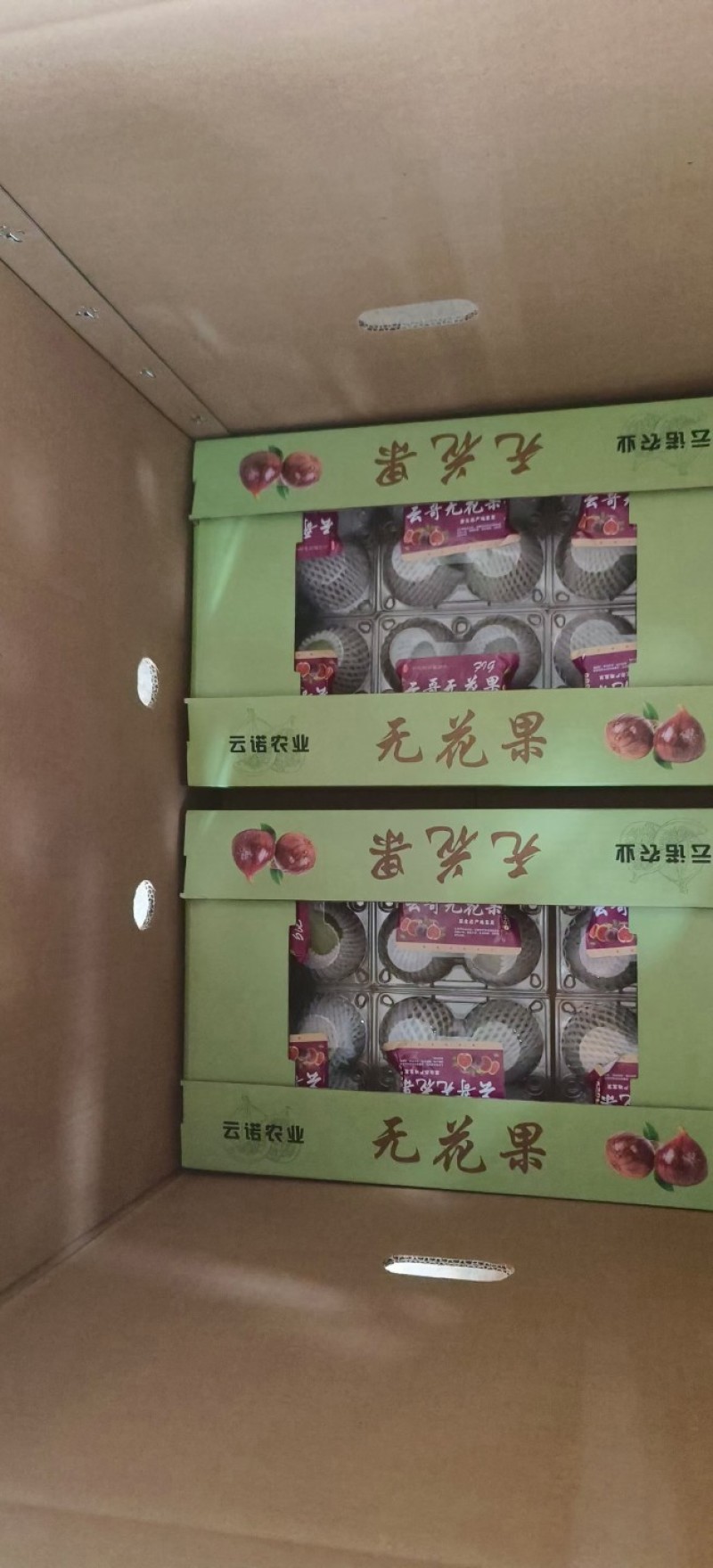 云南东川无花果基地，新鲜现采无花果，采摘当天发走，空运包邮