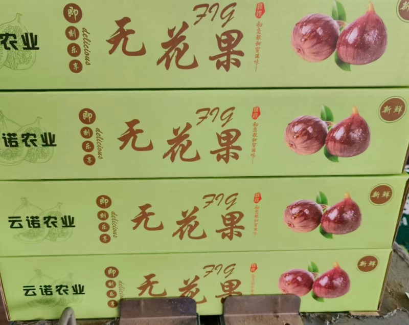 云南东川无花果基地，新鲜现采无花果，采摘当天发走，空运包邮