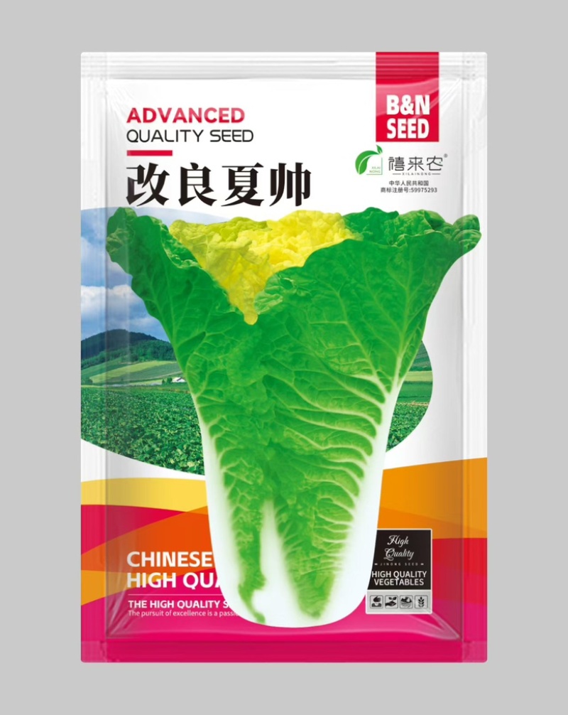改良夏帅早熟黄心大白菜种子春秋包心快白菜高产抗病耐热农户