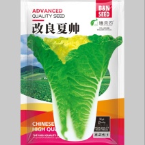 改良夏帅早熟黄心大白菜种子春秋包心快白菜高产抗病耐热农户