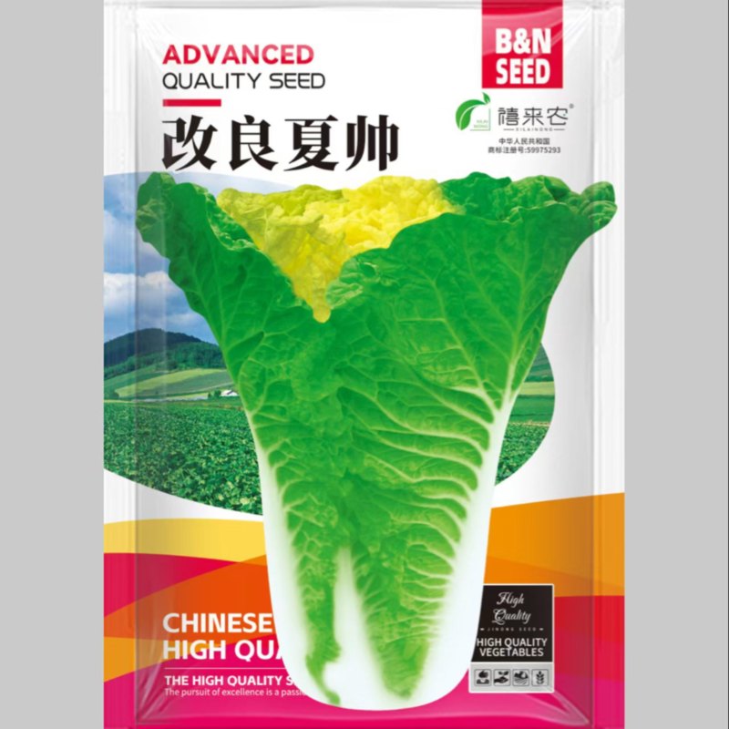 改良夏帅早熟黄心大白菜种子春秋包心快白菜高产抗病耐热农户