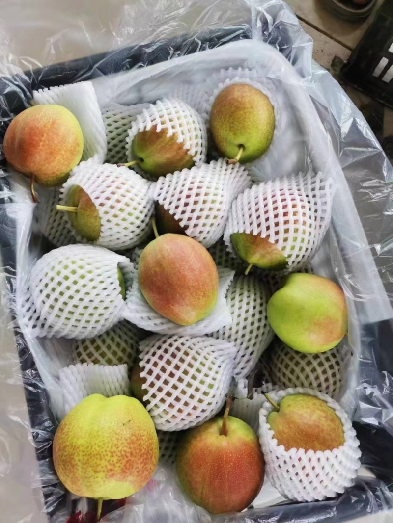 河北梨，新梨七号，赵县新梨酥脆多汁，口感脆甜