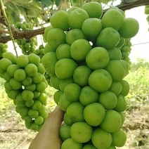 【每日推荐】河南商丘阳光玫瑰产地直发品质保障对接各大商超