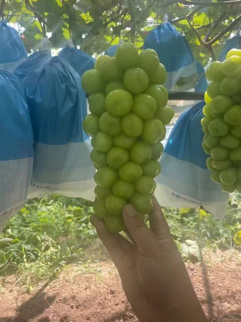 【每日推荐】河南商丘阳光玫瑰产地直发品质保障对接各大商超