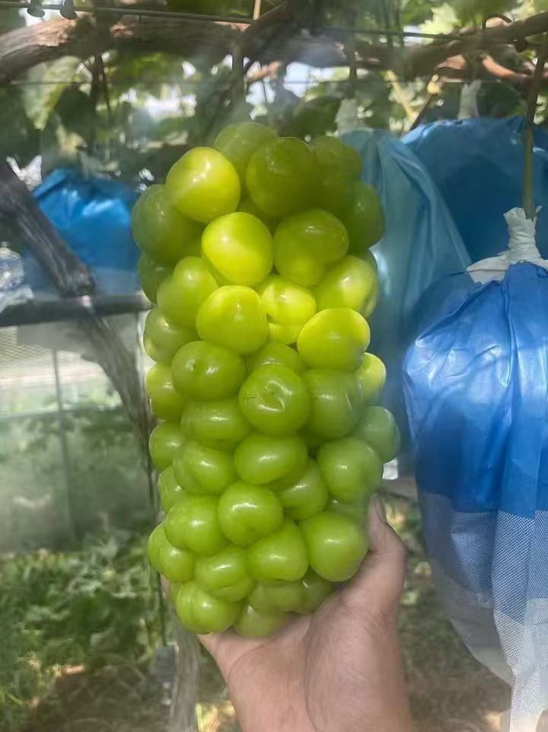 【每日推荐】河南商丘阳光玫瑰产地直发品质保障对接各大商超