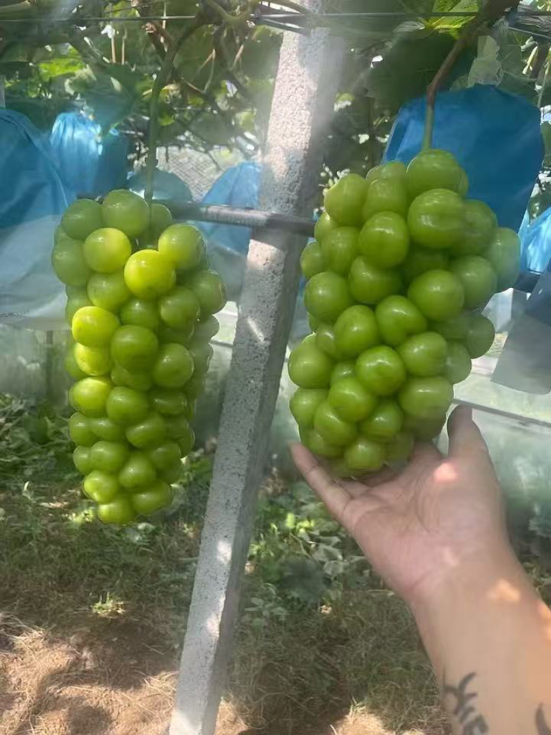 【每日推荐】河南商丘阳光玫瑰产地直发品质保障对接各大商超