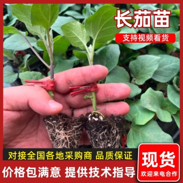 嫁接烧烤茄子苗苗场直发一手货源大量现苗常年供应