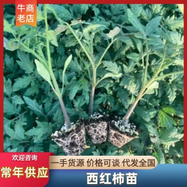 贝拉草莓番茄苗绿腚草莓番茄苗口感番茄货源充足苗厂直发
