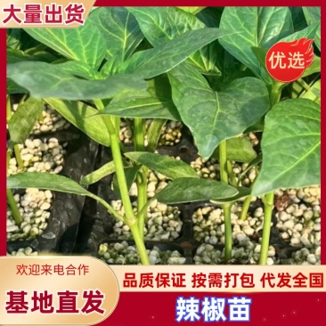 苗厂直发大果尖椒，薄皮椒苗产量高抗病毒耐低温