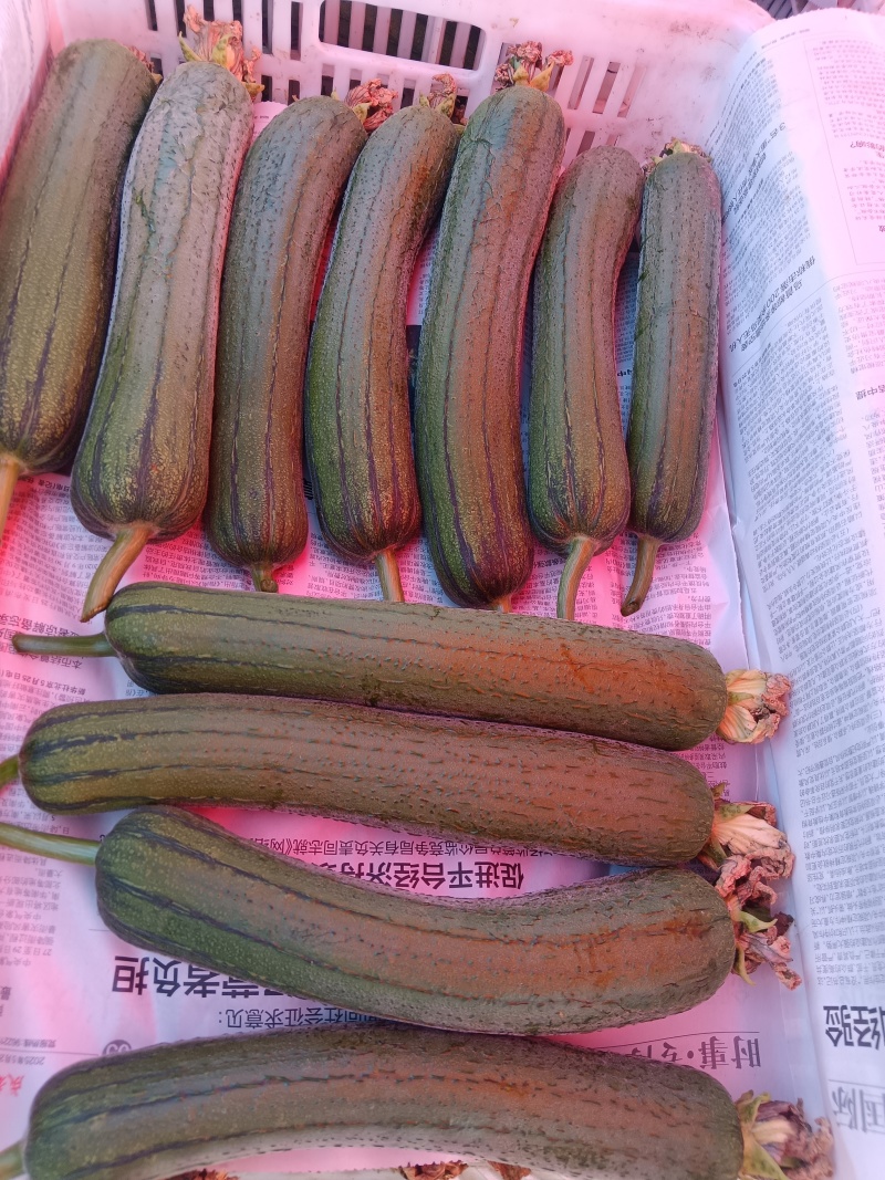 精品油皮丝瓜，大量上市，欢迎新老客户前来