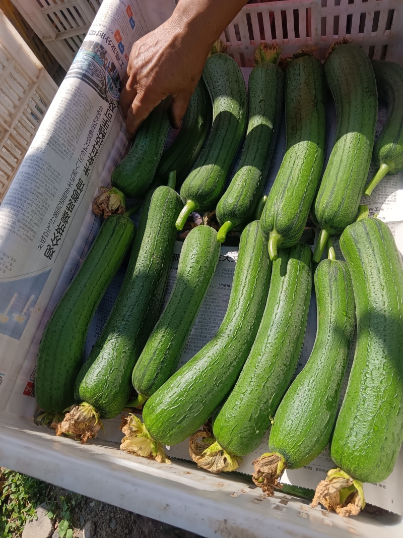 精品油皮丝瓜，大量上市，欢迎新老客户前来