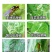 阿维灭蝇胺31%菜豆美洲斑潜蝇鬼画符潜叶害虫农药杀虫剂