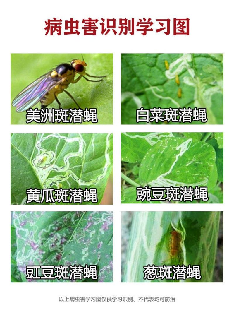 阿维灭蝇胺31%菜豆美洲斑潜蝇鬼画符潜叶害虫农药杀虫剂