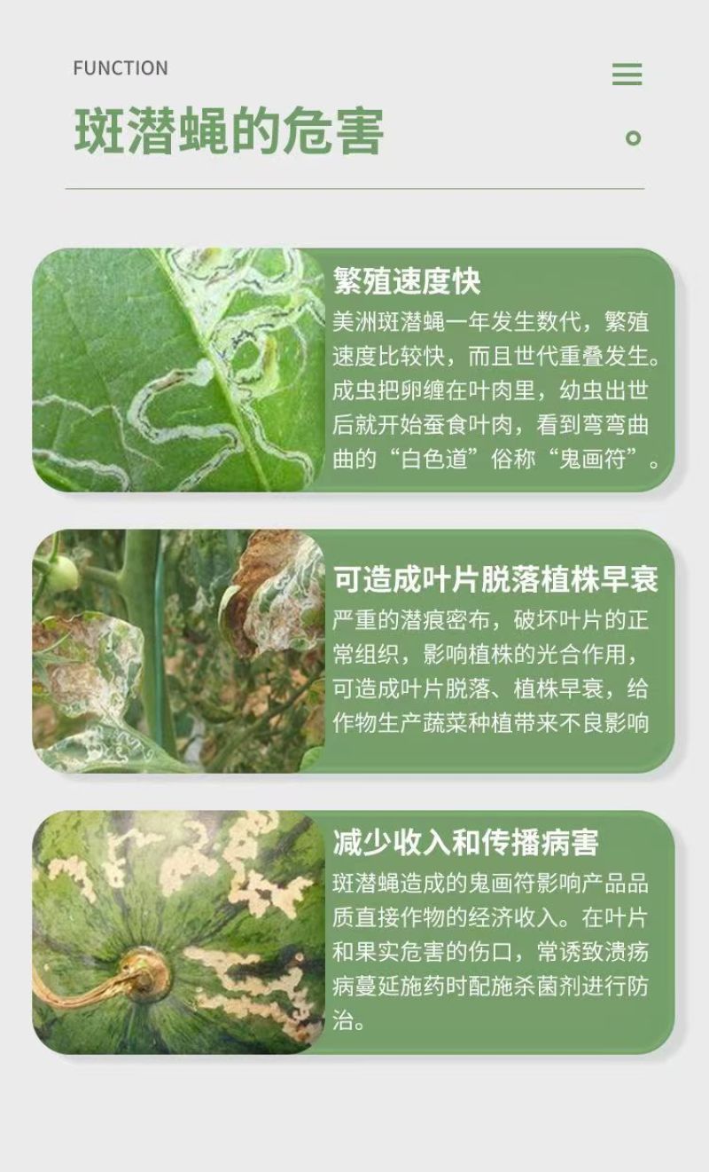 阿维灭蝇胺31%菜豆美洲斑潜蝇鬼画符潜叶害虫农药杀虫剂