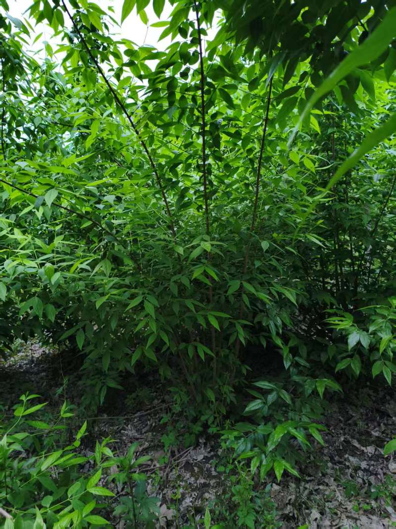 丛生腊梅，多分枝，高度1.8米-2.5米。基地常年批发