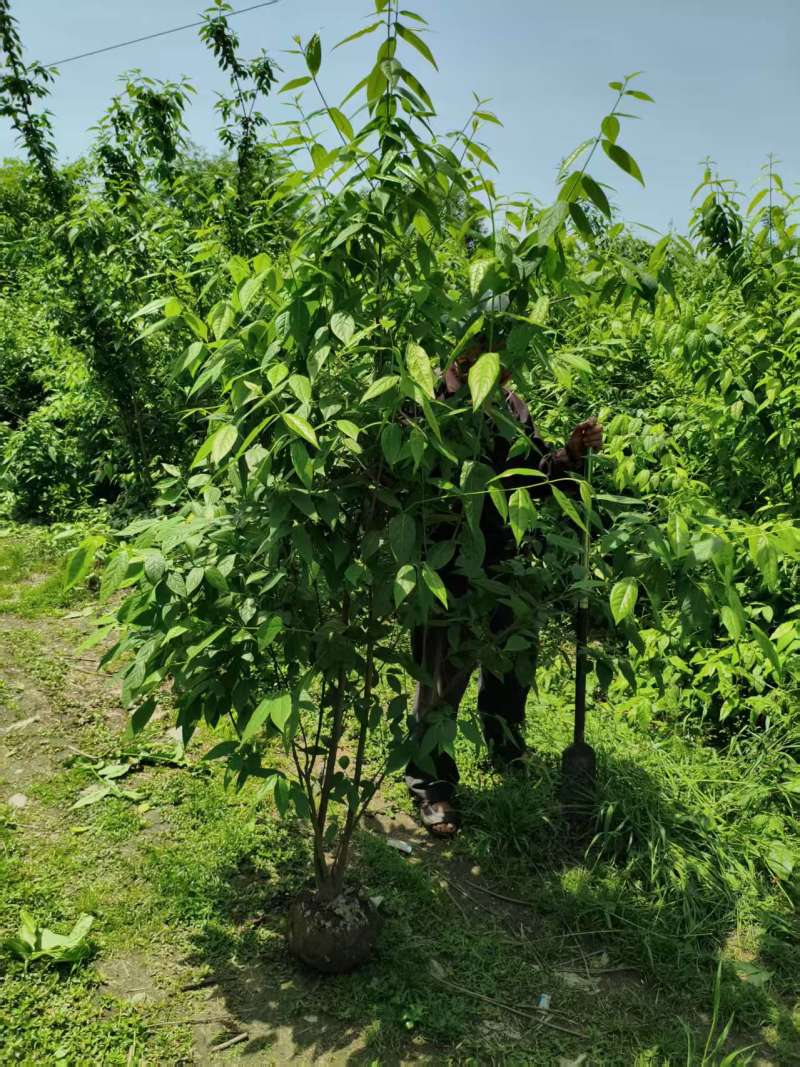 丛生腊梅，多分枝，高度1.8米-2.5米。基地常年批发