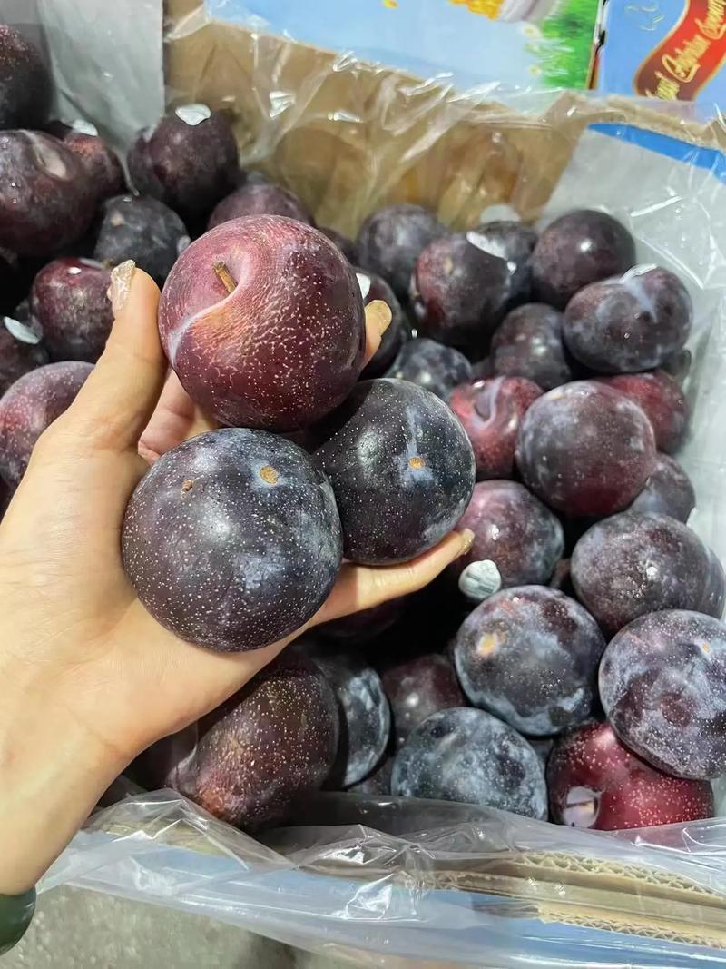 【强推】湖北李子大量上市澳洲红八宝丹红宝石五月脆品种齐全