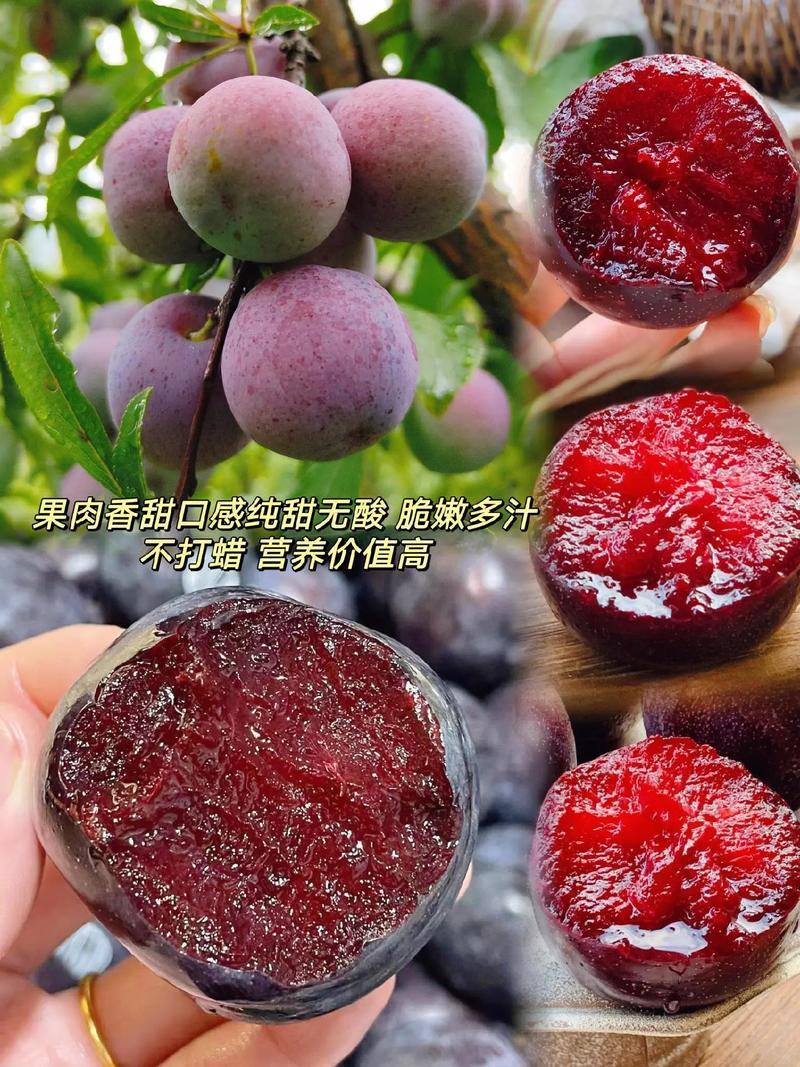 【强推】湖北李子大量上市澳洲红八宝丹红宝石五月脆品种齐全