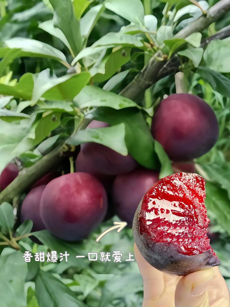【强推】湖北李子大量上市澳洲红八宝丹红宝石五月脆品种齐全