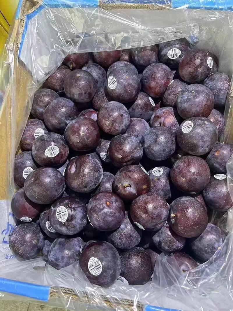 【强推】湖北李子大量上市澳洲红八宝丹红宝石五月脆品种齐全