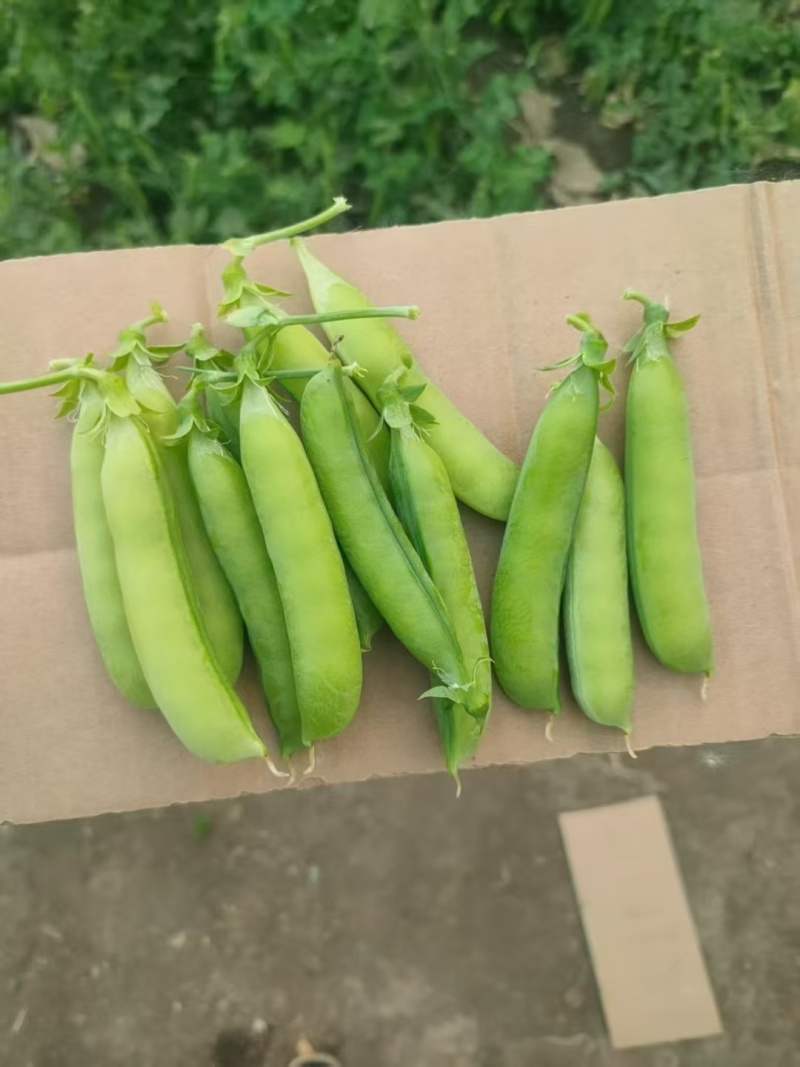 吉林豌豆大量上市需要的老板前来采购