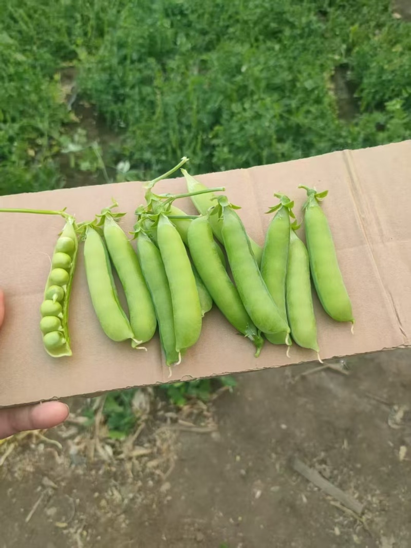 吉林豌豆大量上市需要的老板前来采购