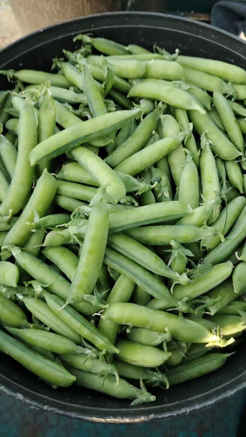 吉林豌豆大量上市需要的老板前来采购