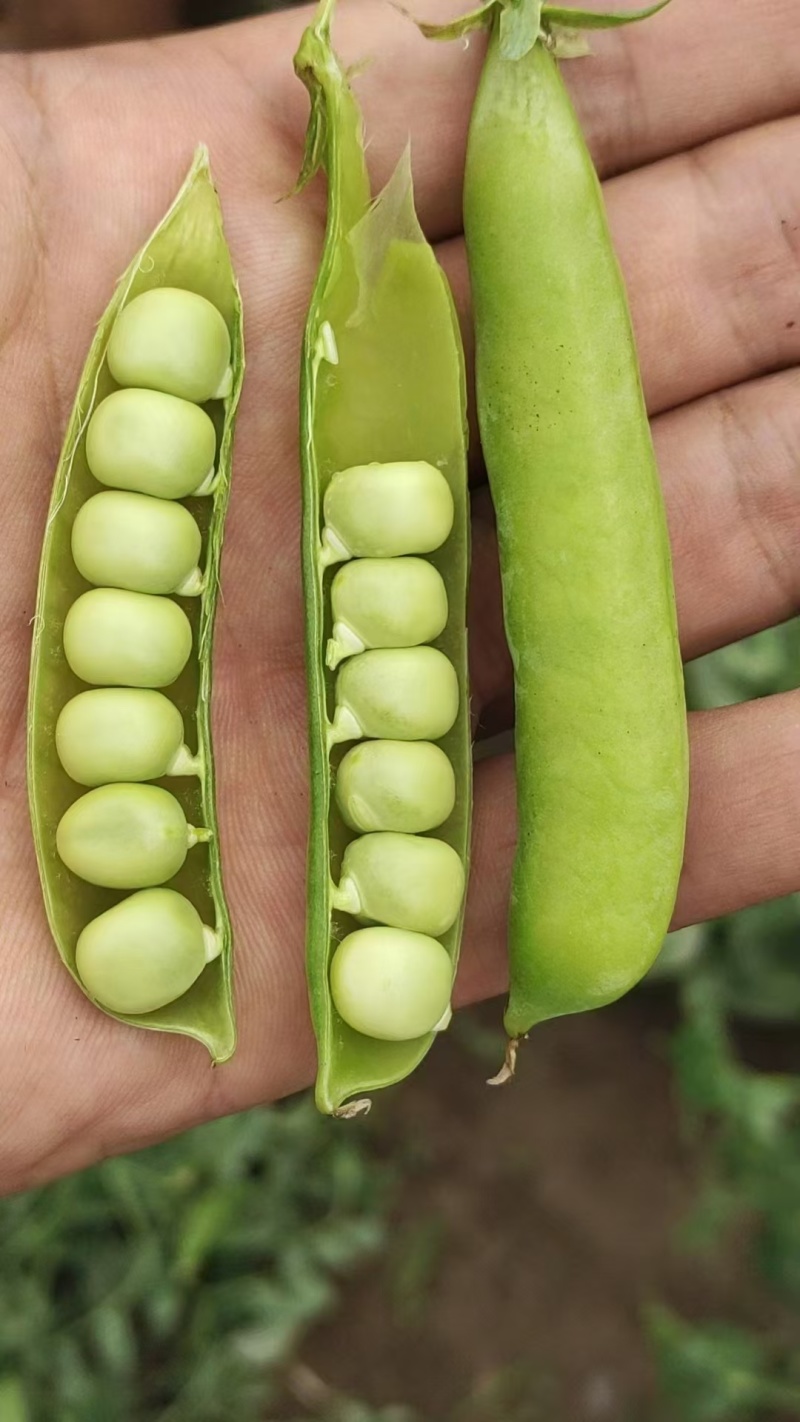 吉林豌豆大量上市需要的老板前来采购