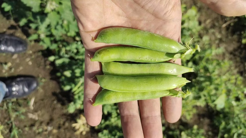吉林豌豆大量上市需要的老板前来采购