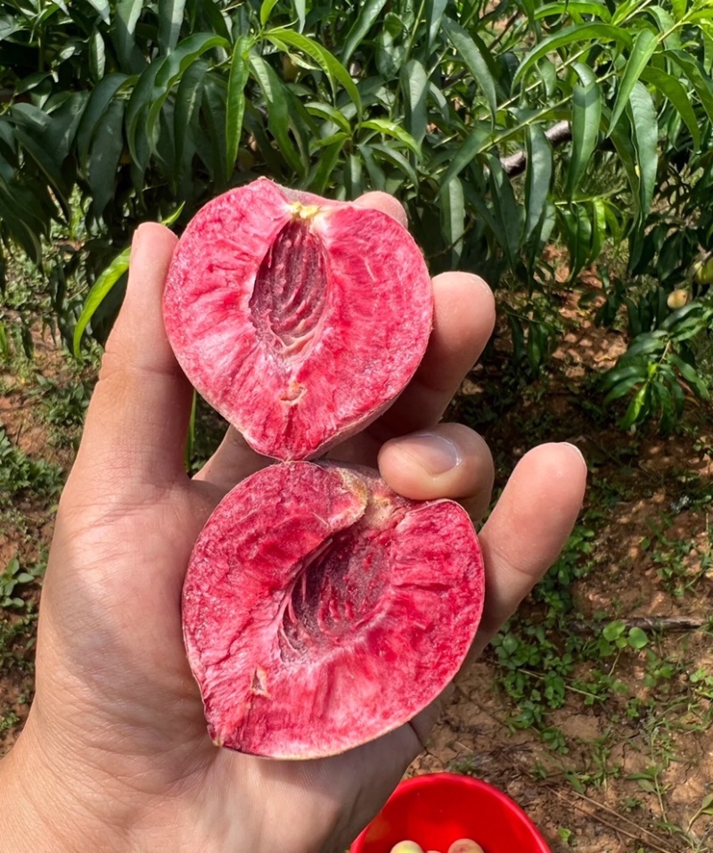 【一件代发】胭脂红湖北胭脂红脆桃血桃现摘现发品质保证