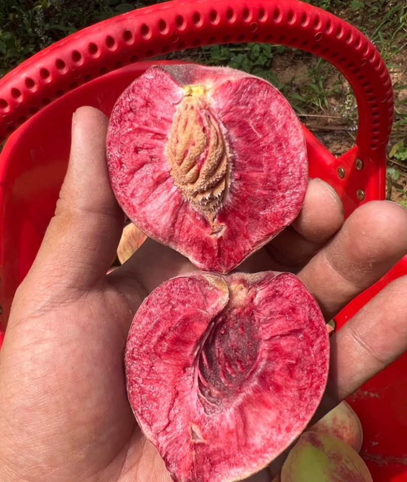 【一件代发】胭脂红湖北胭脂红脆桃血桃现摘现发品质保证