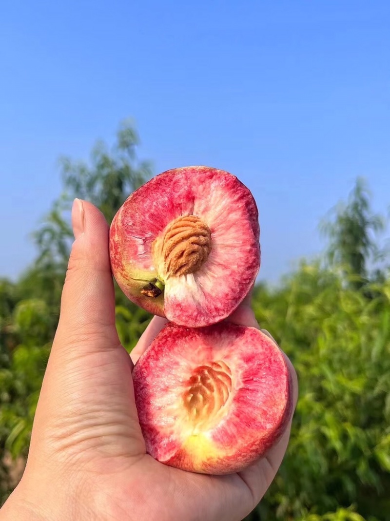 【一件代发】胭脂红湖北胭脂红脆桃血桃现摘现发品质保证