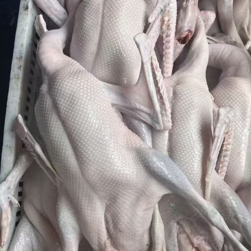 光鹅光鸡光鸭乳鸽乳猪等三鸟类