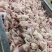 光鹅光鸡光鸭乳鸽乳猪等三鸟类