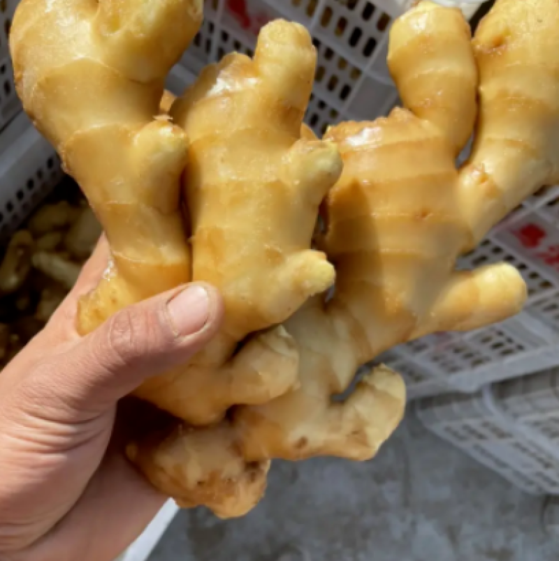 河北玉黄大姜/河北生姜大量接单产地直发欢迎来电咨询
