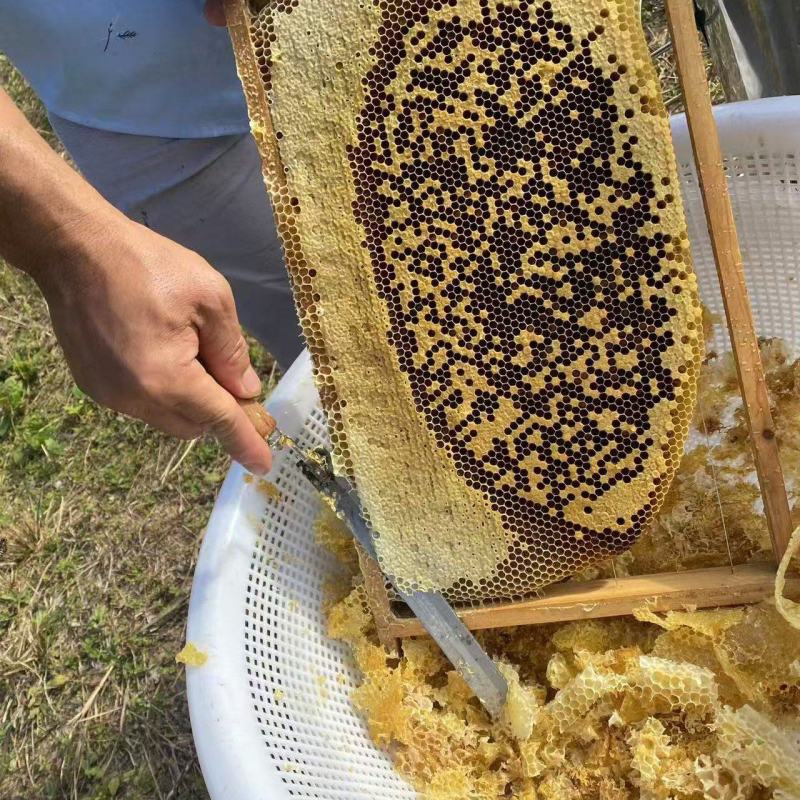 一手货源龙眼花蜜对接全国市场，香甜可口，欢迎对接正在热卖