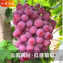 云南宾川红提/科学种植/颗粒饱满/全国供应/市场，商超