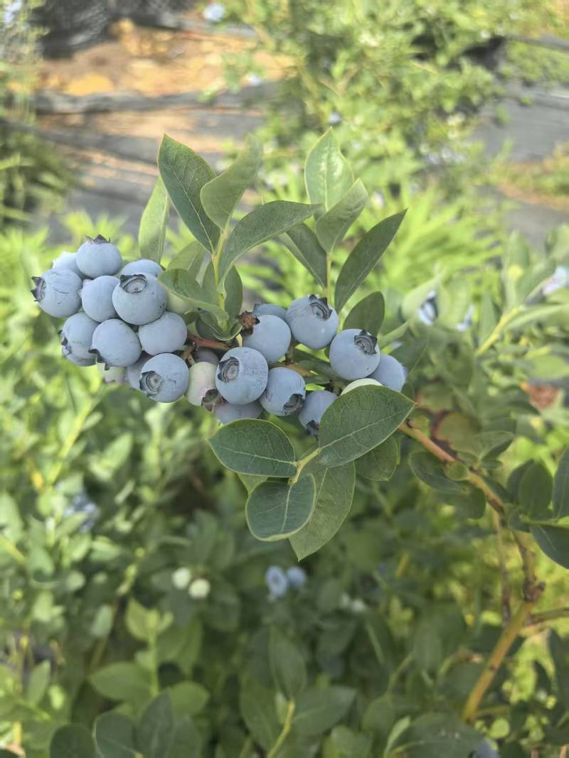 精品蓝莓鲜果