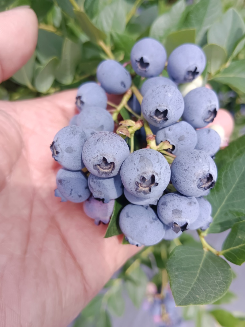精品蓝莓鲜果