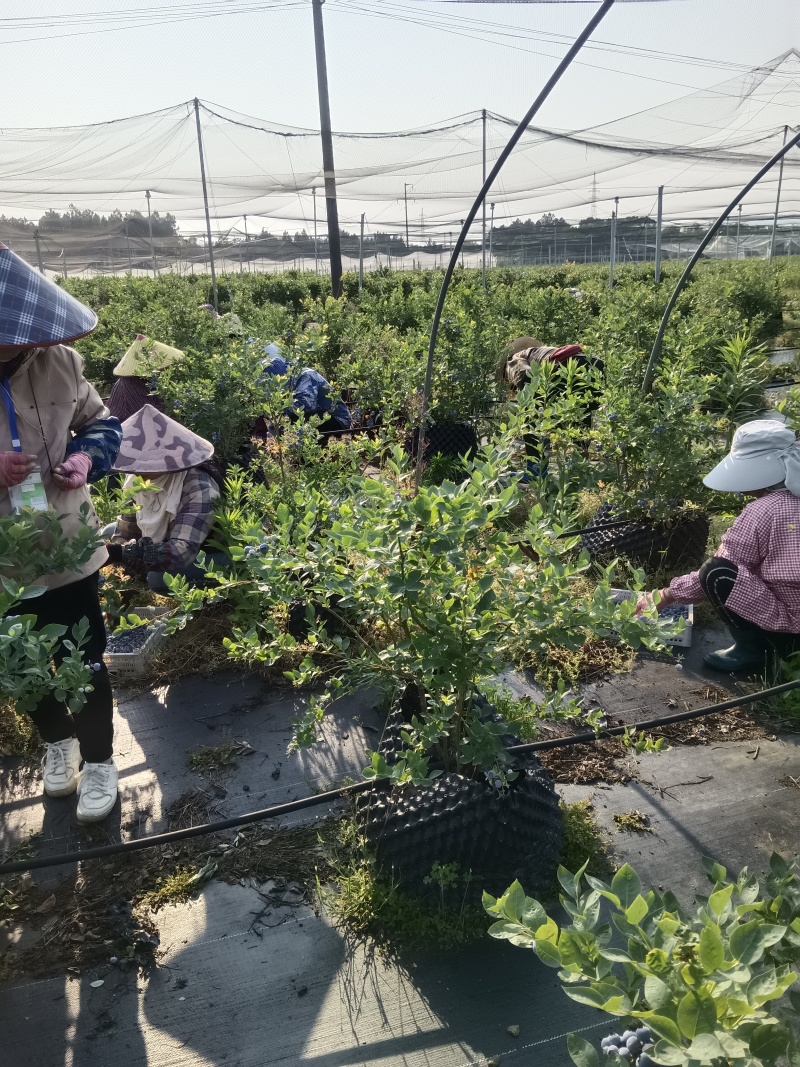 精品蓝莓鲜果