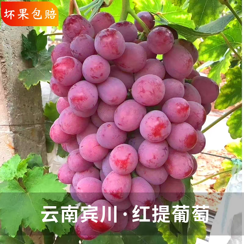 云南红提/宾川红提/产地货源/全国可以/电商，市场，商超