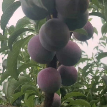 精品五月脆李子，口感已来，可以开采，电商市场都有货
