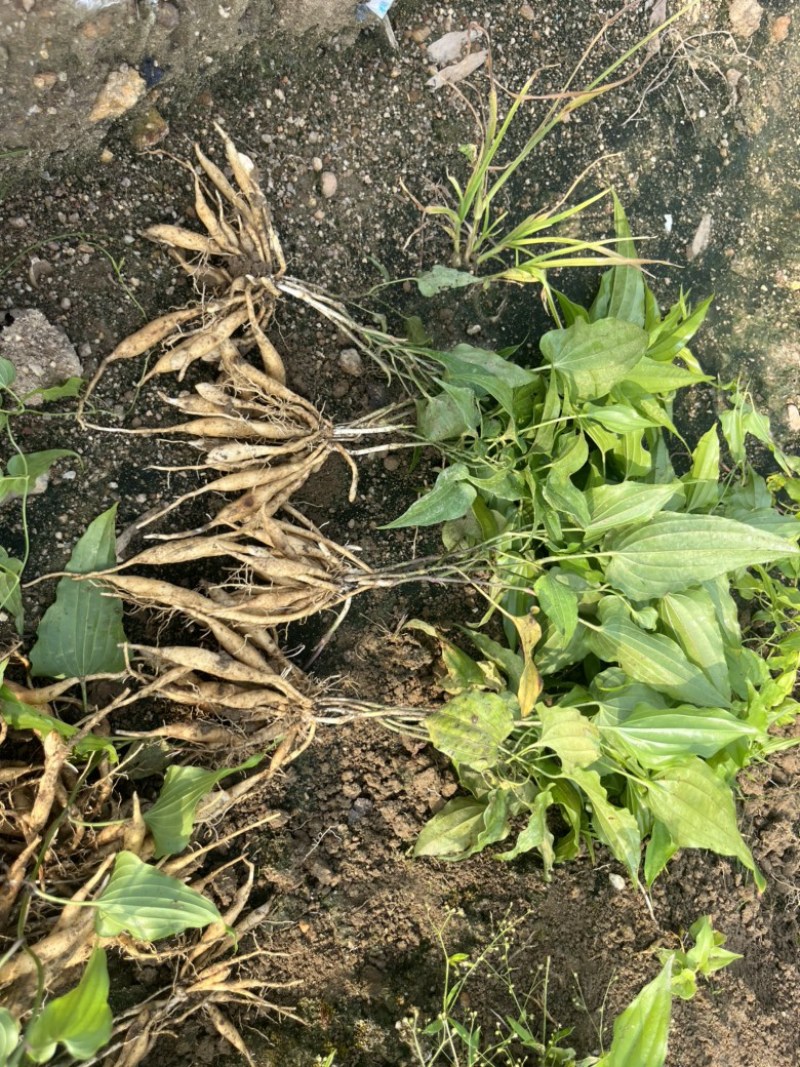 红花，紫花，百部苗基地直销